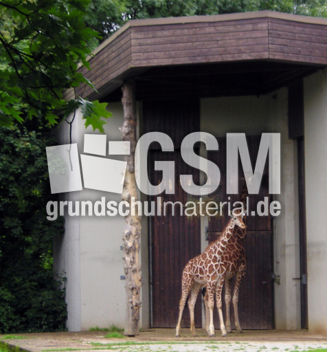 Giraffe-2.jpg